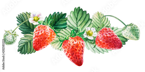 Watercolor red juicy strawberry with leaves. Food background, painted bright ...