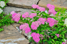 Japanese Spirea (Spiraea Japonica) Bushes With Delicate Pink And White  Flowers