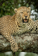 Close-up Of Leopard Lying Snarling On Branch
