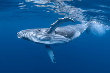 baby humpback whale calf in blue water