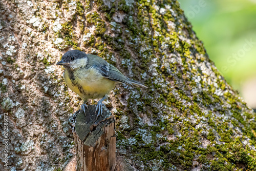 Fotografía The great tit (Parus major) is a passerine bird in the tit family Paridae
