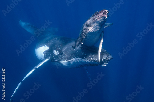 Cuadros en Lienzo A Mother and Calf Humpback Whale in Blue Water
