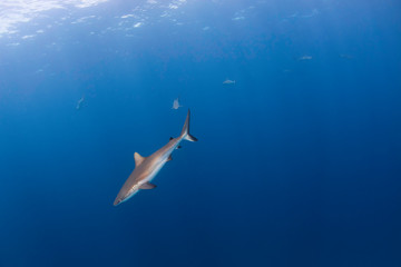 Wall Mural - A Grey Whaler Shark Swims By With More Sharks in the background