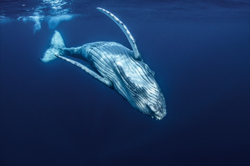  Baby Humpback Whale bawi się w pobliżu powierzchni w niebieskiej wodzie