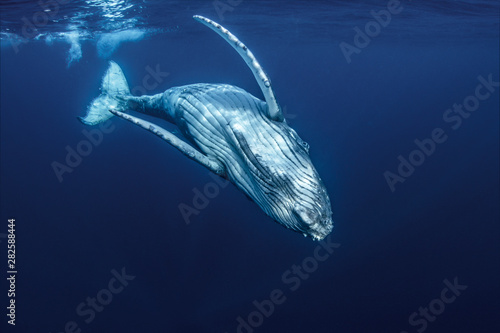 Fotografía A Baby Humpback Whale Plays Near the Surface In Blue Water
