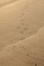 Birds Footprints On Sand Beach In South Of Thailand.