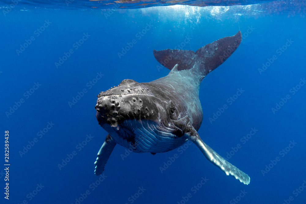 Baby Humpback Whale in Blue Water - obrazy, fototapety, plakaty 