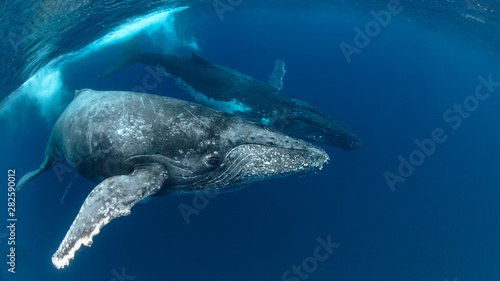 Cuadros en Lienzo Humpback Whale Heat Run with 3 whales in Blue Water
