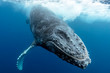 Humpback Whale Breach from Underwater