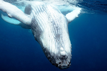 Wall Mural - Humpback Whale Breach Underwater Blue Water