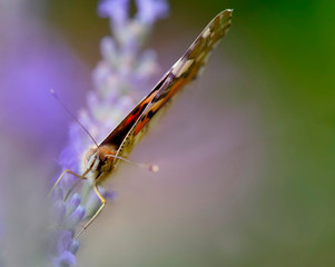 Wall Mural - close on a butterfly  painted lady on a lavender flower with wings closed