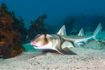 Wall Mural - Port Jackson Shark On A Sandy Sea Floor