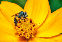Image Of Bee Or Honeybee On Yellow Flower Collects Nectar. Golden Honeybee On Flower Pollen. Insect. Animal