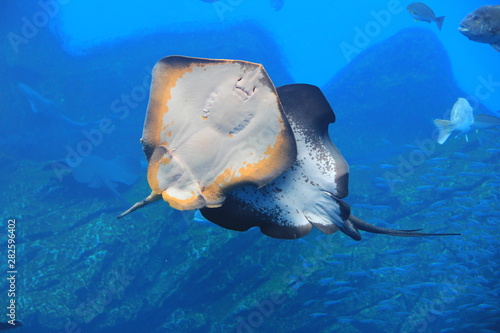 交差する２匹のエイの腹 裏 側 Stock 写真 Adobe Stock