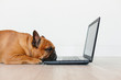 © Eva - cute brown french bulldog working on laptop at home and feeling tired. Pets indoors, lifestyle and technology concept