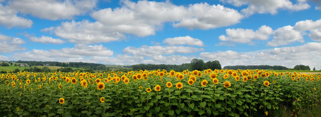 Fotomurales - Panoramic view on sunflower field with cloudly sky