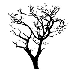 Old leafless tree silhouette vector  illustration
