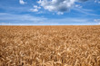Beautiful summer landscape with blue sky and white clouds above a huge grainfield with ripe golden wheat