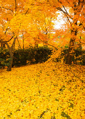 yellow tree and leaves in autumn