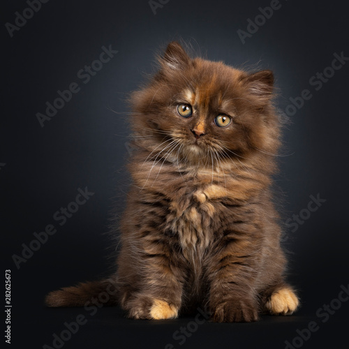 Cute Brown Tortie British Longhair Cat Kitten Sitting Facing