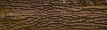 Embossed Texture Of The Bark Of Oak. Panoramic Photo Of The Oak Texture.