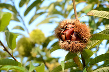 Chestnuts On A Tree