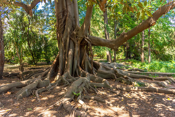 italy, naples, botanical garden, large tree with large roots, view and detail
