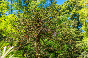 italy, naples, botanical garden, floral landscape with trees and plants