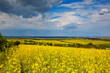 Fototapeta Kwiaty - Beautiful fields of Bright yellow wild flowers. Summer. Winter cress. Barbarea.