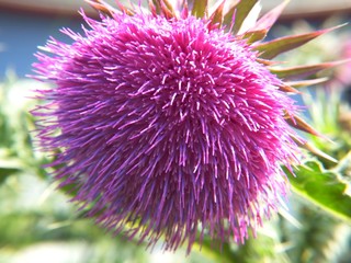 Wall Mural - purple petals on the burdock