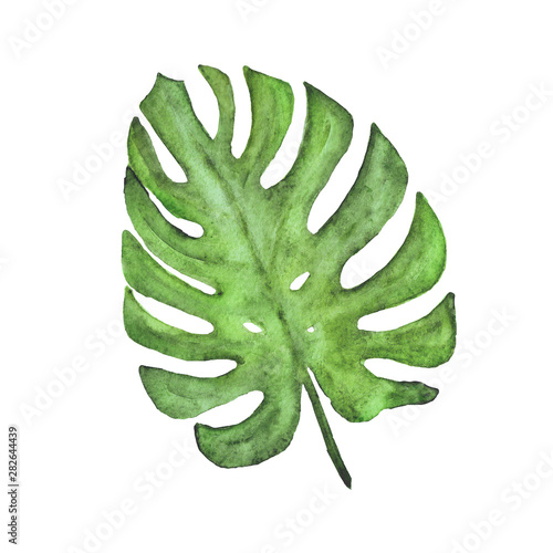 watercolor monstera leaf. Summer bright tropical element