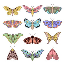 Set Of Hand Drawn Moths