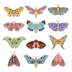 Canvas Print - set of hand drawn moths