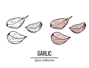 Wall Mural - Spice collection, garlic hand drawn