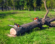 Freshly Sawn Tree In The Park And Two Chainsaws Near