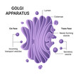 Illustration of the Golgi apparatus structure. Vector infographics. 
