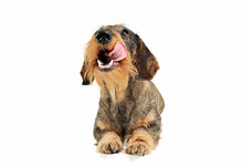 Studio Shot Of An Adorable Wire-haired Dachshund Lying And Licking His Lips