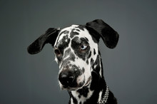 Portrait Of An Adorable Dalmatian Dog With Different Colored Eyes Looking Down Sadly