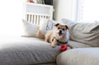 © Adam Crowley - Dog with its toy sitting on couch