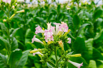 Sticker - Green Tobacco leaves and pink flowers.  Blooming tobacco field. Flowering tobacco plants on tobacco field background, Germany.  Tobacco big leaf crops growing in tobacco plantation field