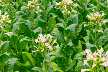 Poster - Green Tobacco leaves and pink flowers.  Blooming tobacco field. Flowering tobacco plants on tobacco field background, Germany.  Tobacco big leaf crops growing in tobacco plantation field