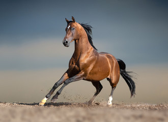 bay arabian horse running in desert