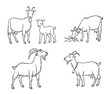 Set of different goats in contours - vector illustration