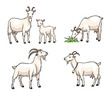 Set of white goats - vector illustration