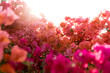 © Brooke Fitts - pink flowers of a tree