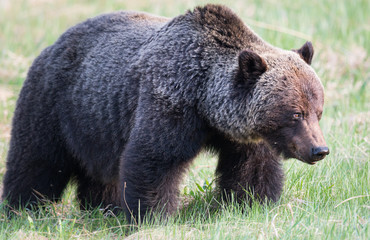 Grizzly bear in th ewild