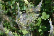 Plants Covered In Webs Containing Larvae Caused By Ermine Moth Pest