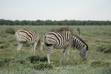 Fototapeta  - Zebras in der Etosha Pfanne Namibia