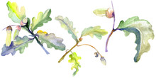 Forest Acorn Green Leaf And Nut. Watercolor Background Illustration Set. Isolated Oak Illustration Element.