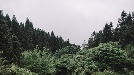 Forest on Mingyue Mountain, Jiangxi, China